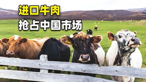 国产牛牛视频